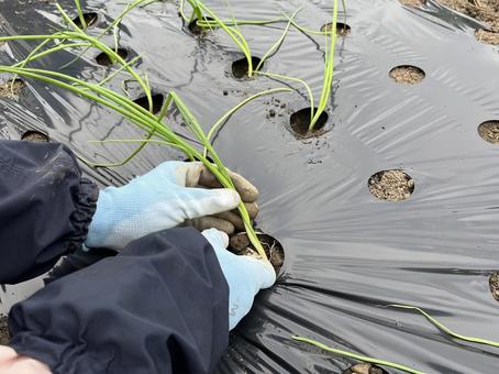 玉ねぎの苗植え 玉ねぎ,苗,植えるの写真素材