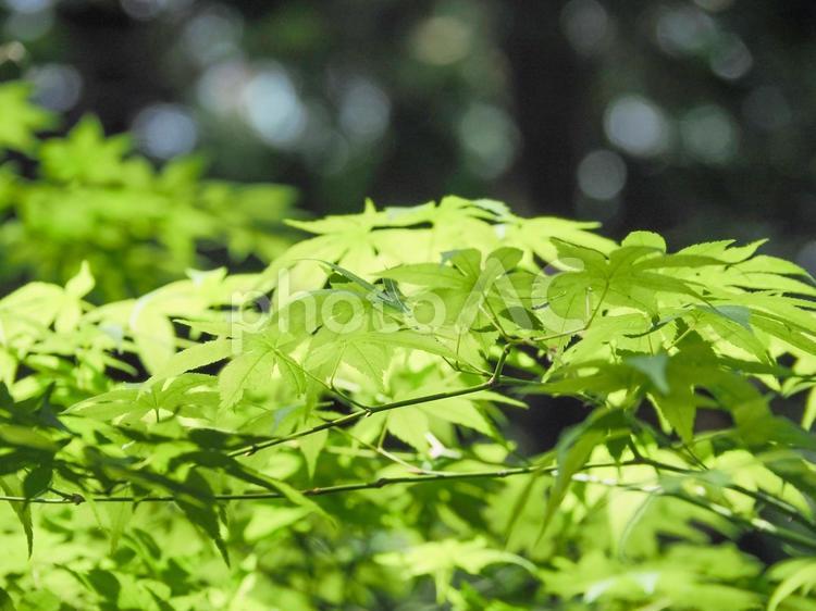 爽やかな春の新緑　芽吹き 新緑,葉,若葉の写真素材
