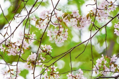 桜 桜の写真