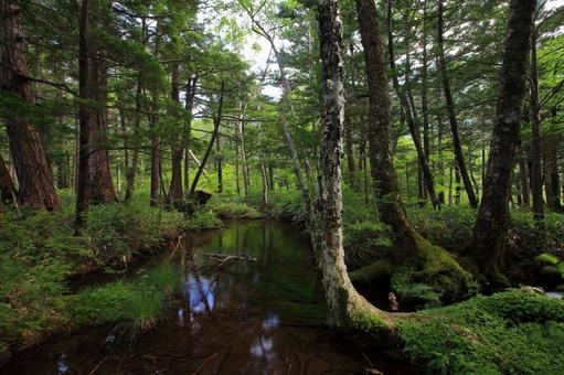 上高地の森 上高地の森 明神池,神,長野県の写真素材
