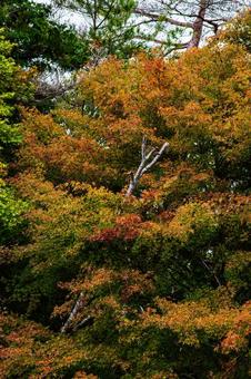 紅葉の始まり緑と橙のグラデーション 11月,秋,木々の写真素材