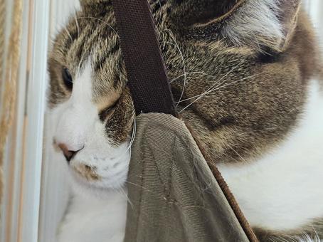 Cat in a hammock, JPG Cat in a hammock, JPG