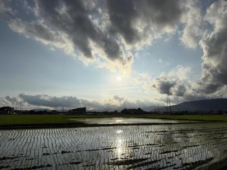 田植え後 田植え後の写真