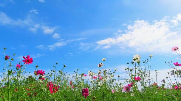 Blue sky and cosmos, JPG