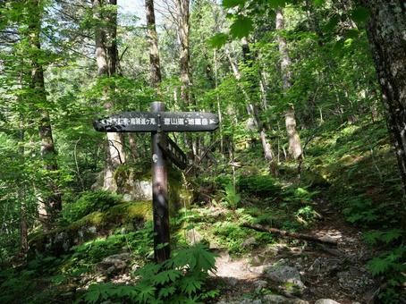 鳳凰三山のドンドコ沢登山道 鳳凰三山のドンドコ沢登山道の写真