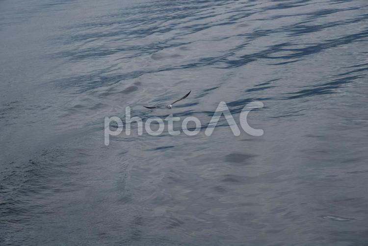 留萌の夏の海岸 かもめ,カモメ,津軽の写真素材