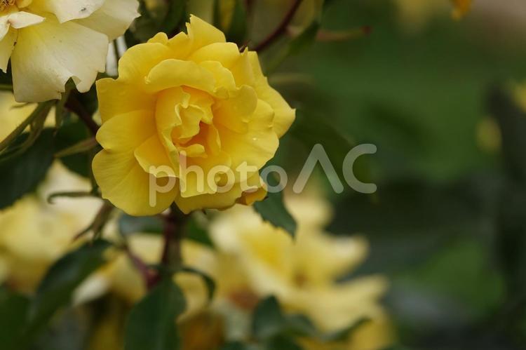 神代植物公園  ばら園 神代植物公園,バラ,ばら園の写真素材