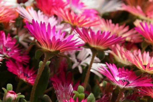 リビングストンデージー　咲く風景 草花,多肉植物,花色豊富の写真素材