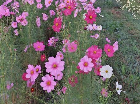 秋桜 秋桜の写真
