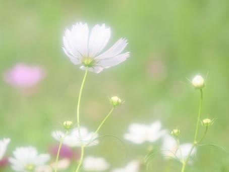 背景に合うコスモス 背景に合うコスモスの写真