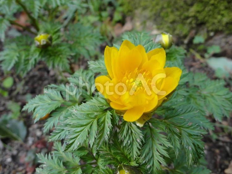 春を告げる黄金の花｜福寿草ほころぶ 春,フクジュソウ,福寿草の写真素材