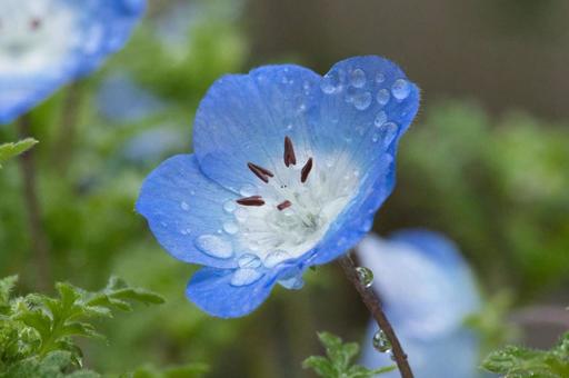 Nemophila on a rainy day, JPG