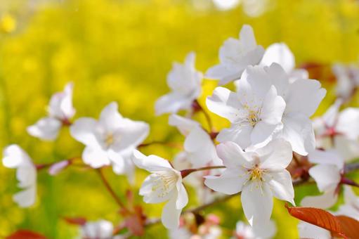 狩宿の下馬桜 狩宿の下馬桜 狩宿の下馬桜,アカメシロバヤマザクラ,桜の写真素材