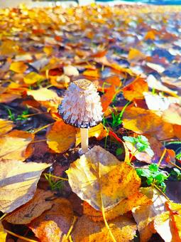 落ち葉とキノコ 落ち葉,秋,紅葉の写真素材