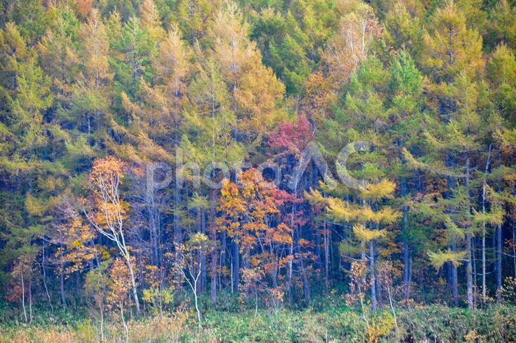 カラマツ林と白樺の紅葉 秋,紅葉,カラマツ林の写真素材