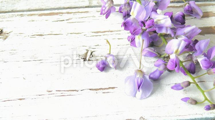 強風で道に落ちた山藤の花（4） 山藤,藤の花,薄紫色の写真素材