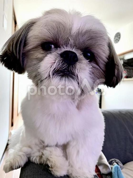 眠そうなお疲れ気味の愛犬 愛犬,トリミング,ペットサロンの写真素材