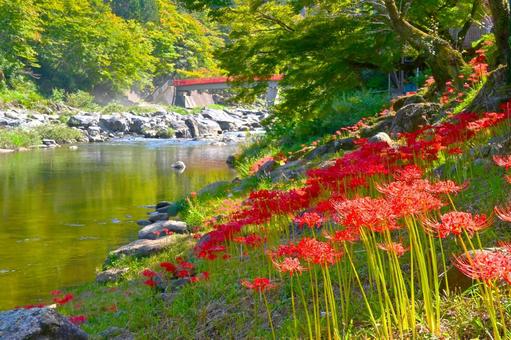 香嵐渓の彼岸花 香嵐渓の彼岸花の写真
