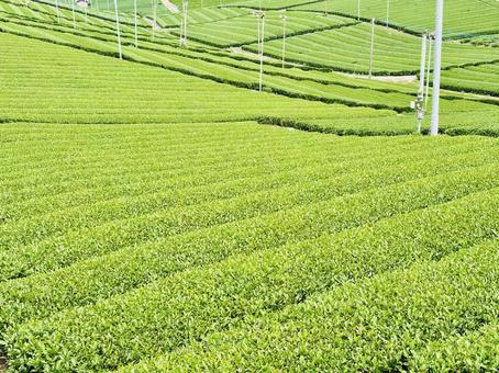 八女の茶畑② 八女の茶畑② 茶畑,八女茶,新緑の写真素材