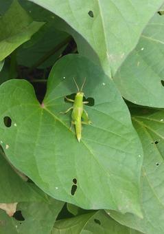 バッタの幼虫 ツチイナゴの幼虫,虫,畑の写真素材
