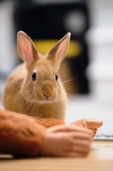 うさぎ うさぎの写真