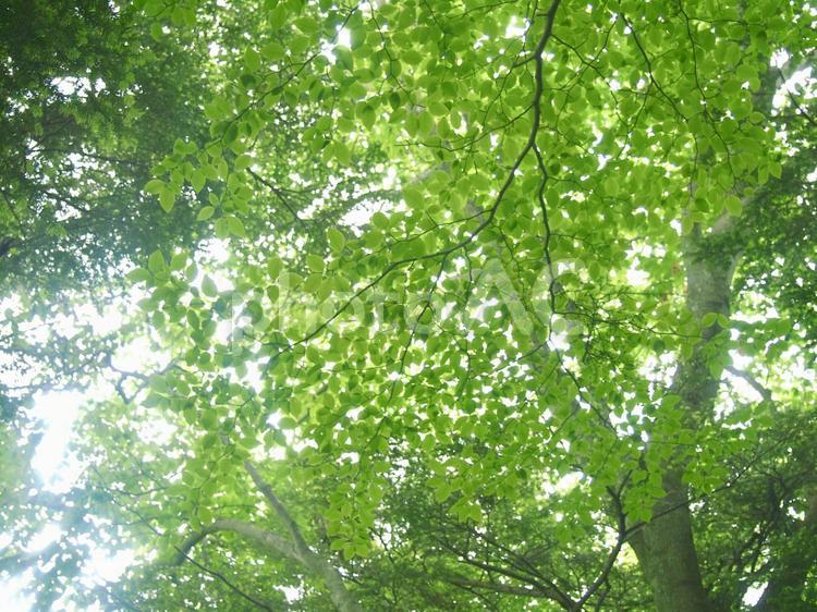 緑の中の木漏れ日 新緑,木漏れ日,リラックスの写真素材