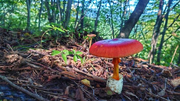 Red mushroom, JPG Red mushroom, JPG