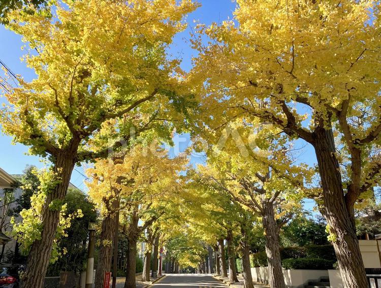 秋の銀杏並木（田園調布） 田園調布,銀杏並木,東京都の写真素材
