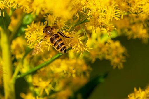 ミツバチとセイタカアワダチソウ⑵ ミツバチとセイタカアワダチソウ⑵の写真