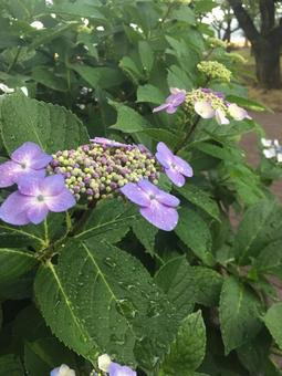 ガクアジサイ 紫陽花,ガクアジサイ,紫の写真素材