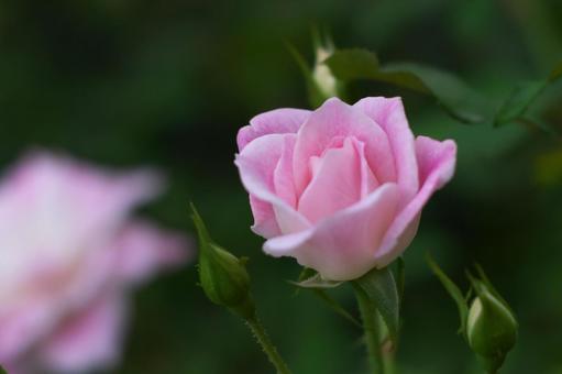 ピンクローズの写真
