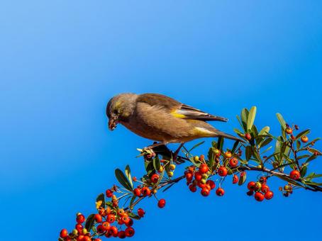 ピラカンサを食べるカワラヒワ カワラヒワ,野鳥,鳥の写真素材