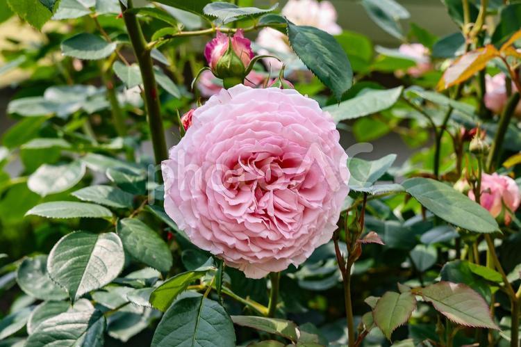 植物園の薔薇　ピンクの大輪 バラ,薔薇,ローズの写真素材