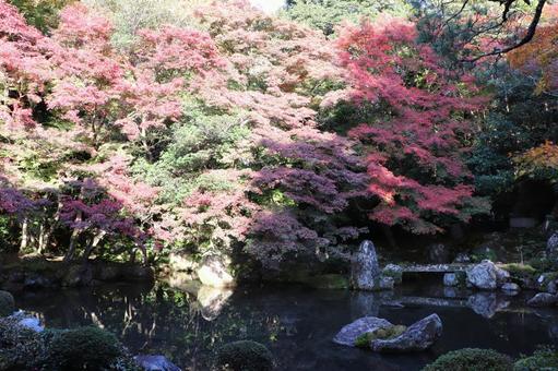 洛北蓮華寺　庭園 蓮華寺,洛北,帰命山の写真素材