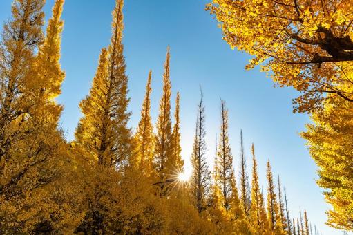 神宮外苑いちょう並木の黄葉3 黄葉,イチョウ並木,神宮外苑の写真素材