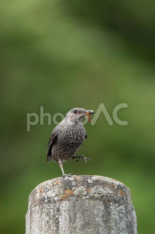 片足あげたイソヒヨドリ（メス） 野鳥,イソヒヨドリ,鳥の写真素材