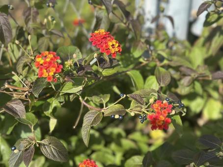 日差しを浴びて咲くランタナの花と実 ランタナ,花,木の実の写真素材