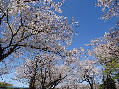 Photo, april, cherry blossoms, petal, 