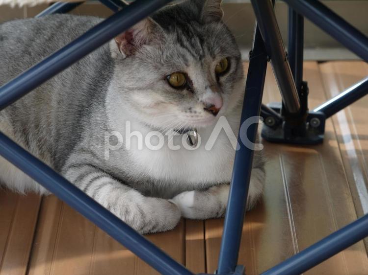 そっち行くの ネコ,ねこ,癒しの写真素材