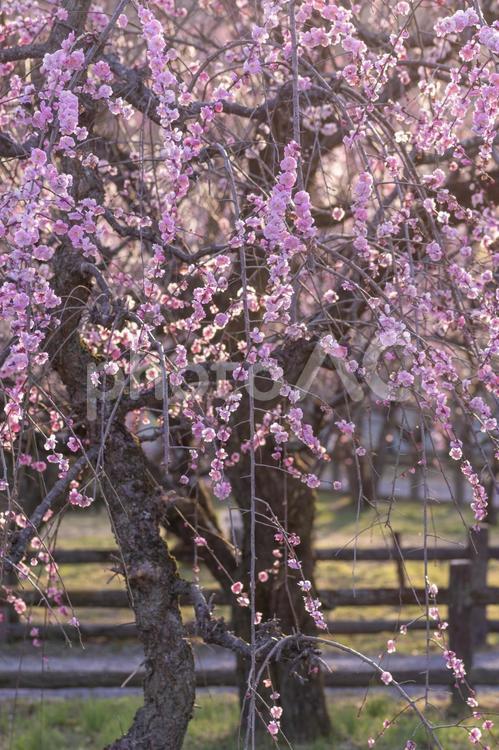 満開の梅林の枝垂れ梅 梅林,枝垂れ梅,梅の写真素材