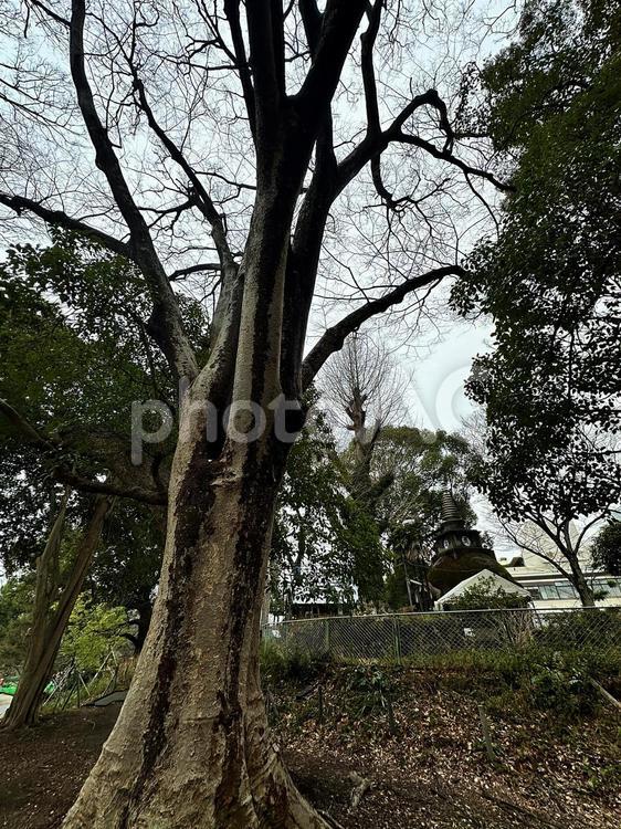 上野公園　冬の上野公園　雨の上野公園 上野恩賜公園（うえのおんしこう,台東区,博物館の写真素材