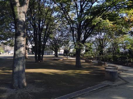 平成つつじ公園の遊歩道と木々 平成つつじ公園の遊歩道と木々の写真