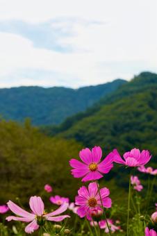 独鈷山のコスモス3 独鈷山のコスモス3の写真