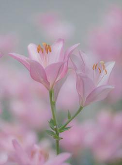 ゆり ゆり,ユリ,百合の写真素材