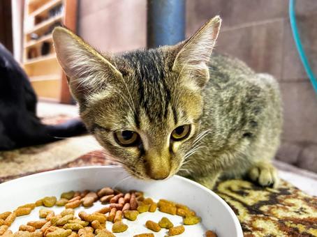 カリカリご飯を食べる子猫 子猫,ノラ猫,サバトラ猫の写真素材