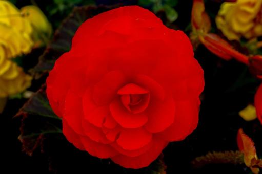 【花】深紅のバラ 【花】深紅のバラの写真
