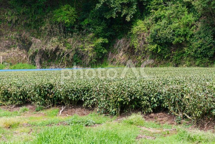 山間の鬱蒼とした森に囲まれた茶畑 茶畑,お茶,茶葉の写真素材