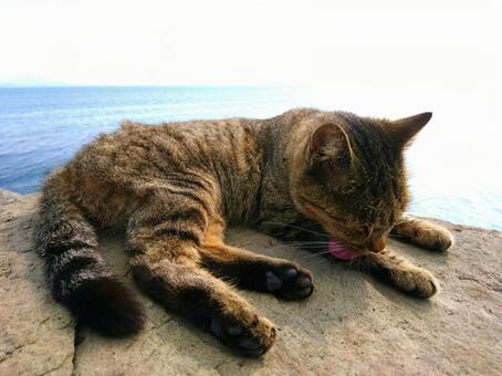 毛繕いをする猫 毛繕いをする猫の写真