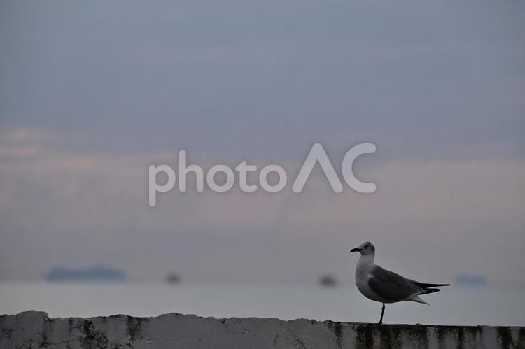 淡い朝焼けを背に立つカモメ 鳥,カモメ,野鳥の写真素材