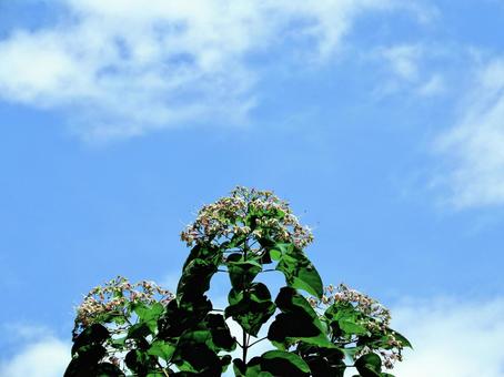 真夏の空の下で花開くクサギ 真夏の空の下で花開くクサギ クサギ,花,臭木の写真素材